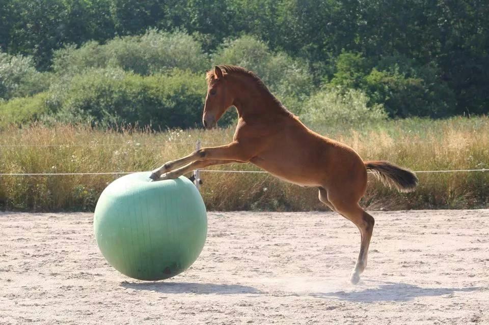 Anden særlig race Makker billede 2