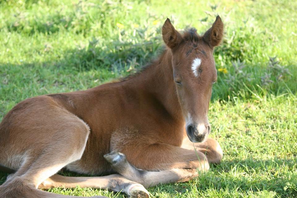Anden særlig race Makker billede 3