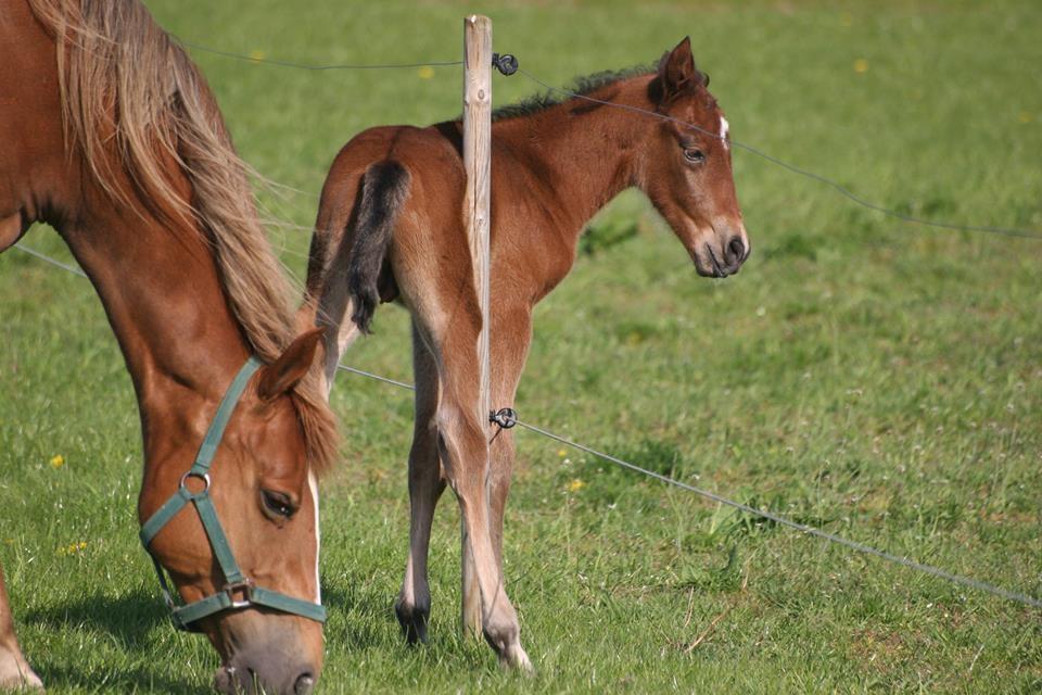 Anden særlig race Makker billede 5