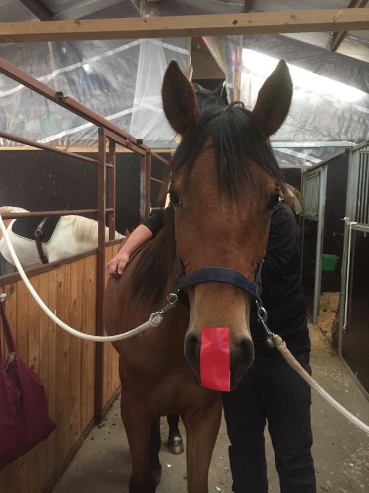 Anden særlig race Makker billede 4