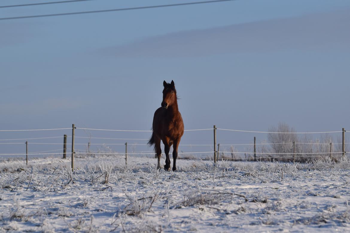 Anden særlig race Makker billede 6