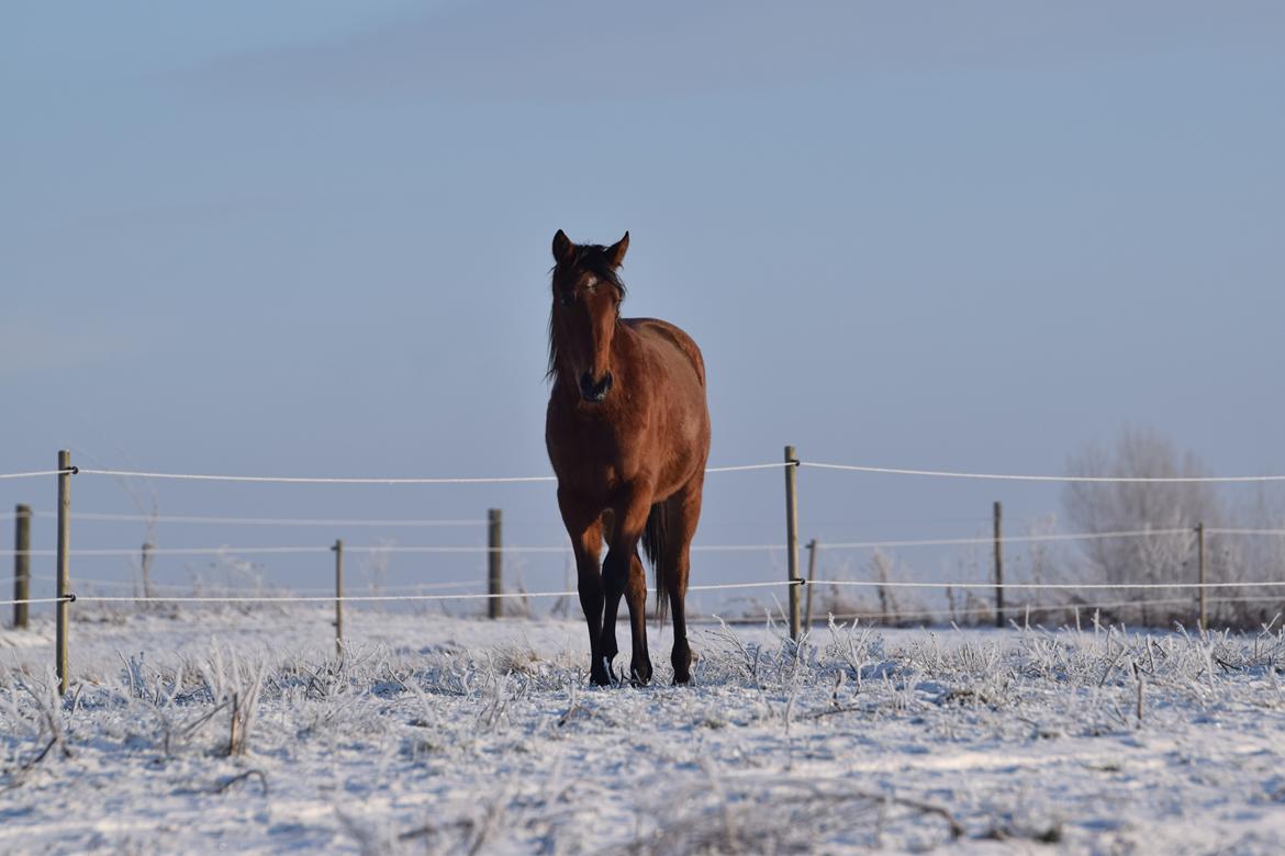 Anden særlig race Makker billede 7