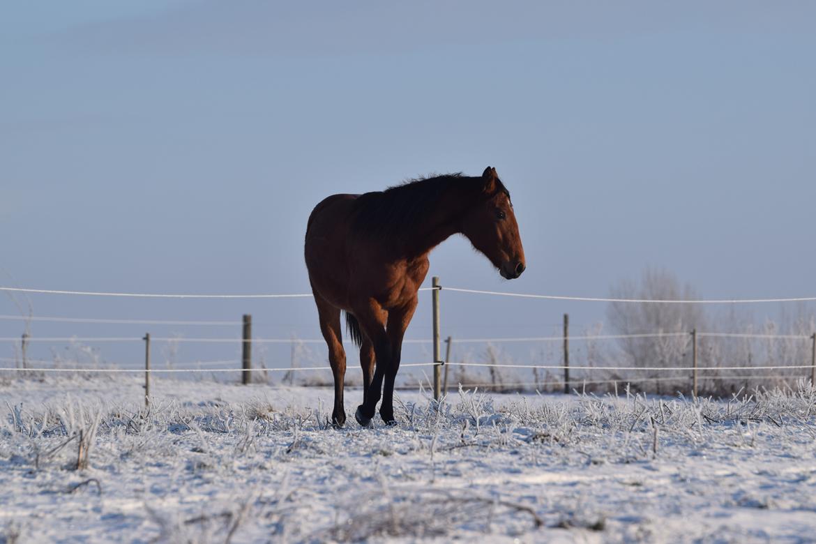 Anden særlig race Makker billede 8