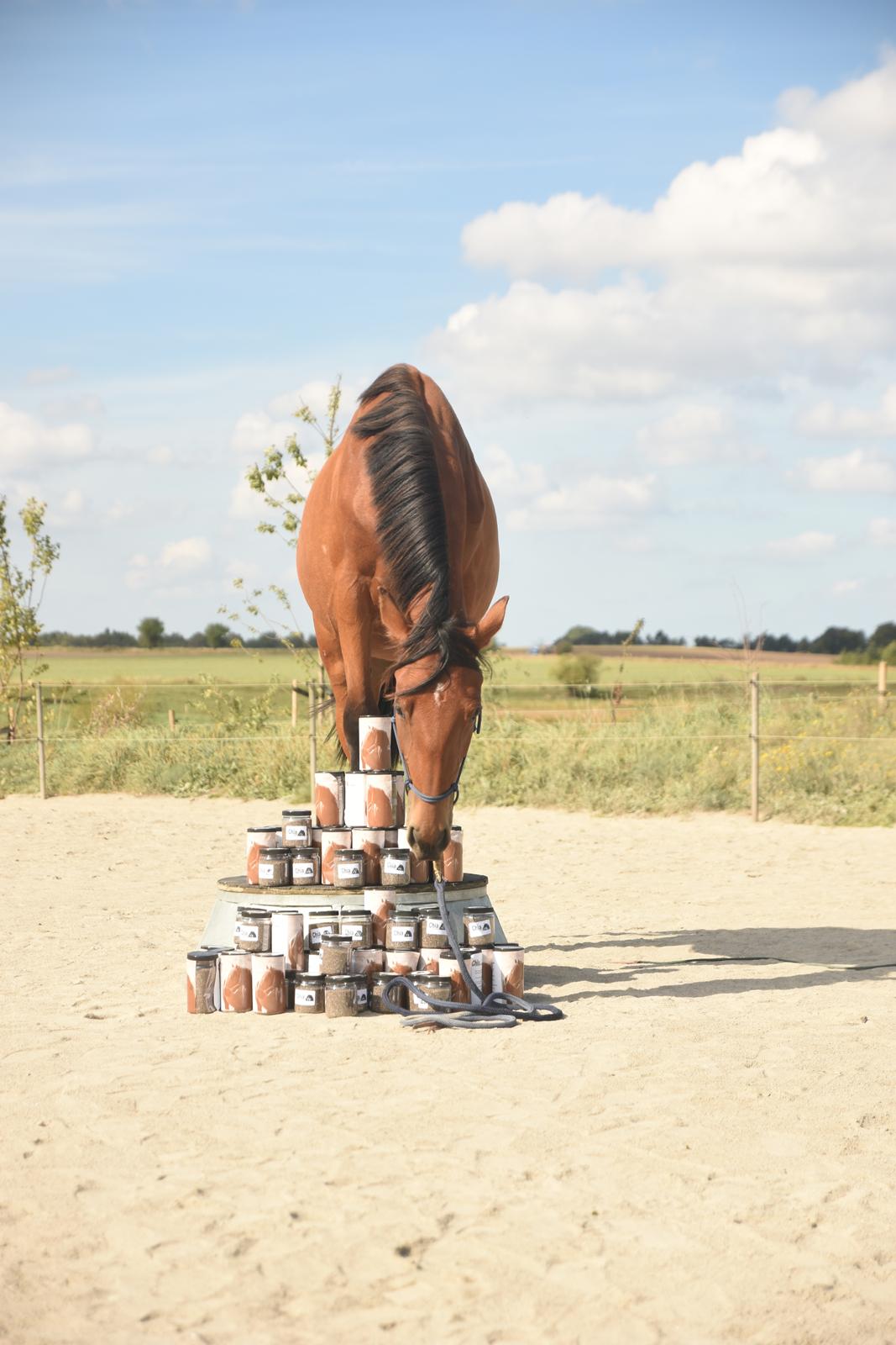 Anden særlig race Makker billede 10
