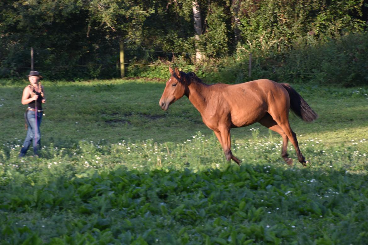 Anden særlig race Makker billede 11