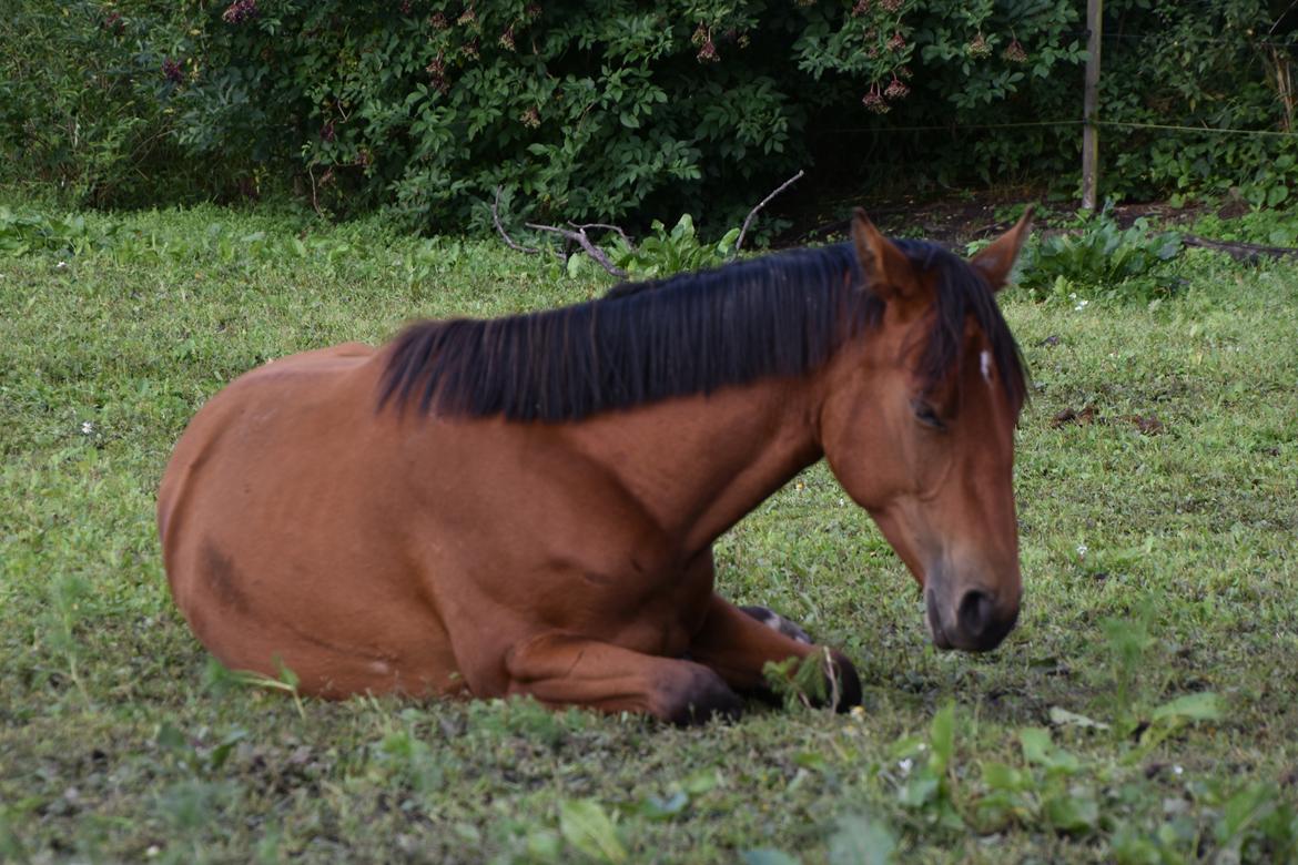 Anden særlig race Makker billede 13