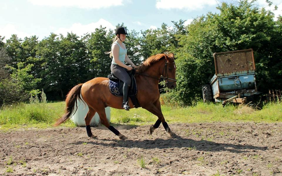 Anden særlig race Grønvangs Quinzy [R.I.P] billede 31