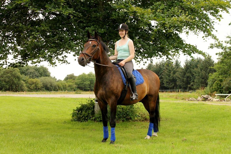 Dansk Varmblod Grønvangs Trigger |Trigs| billede 1