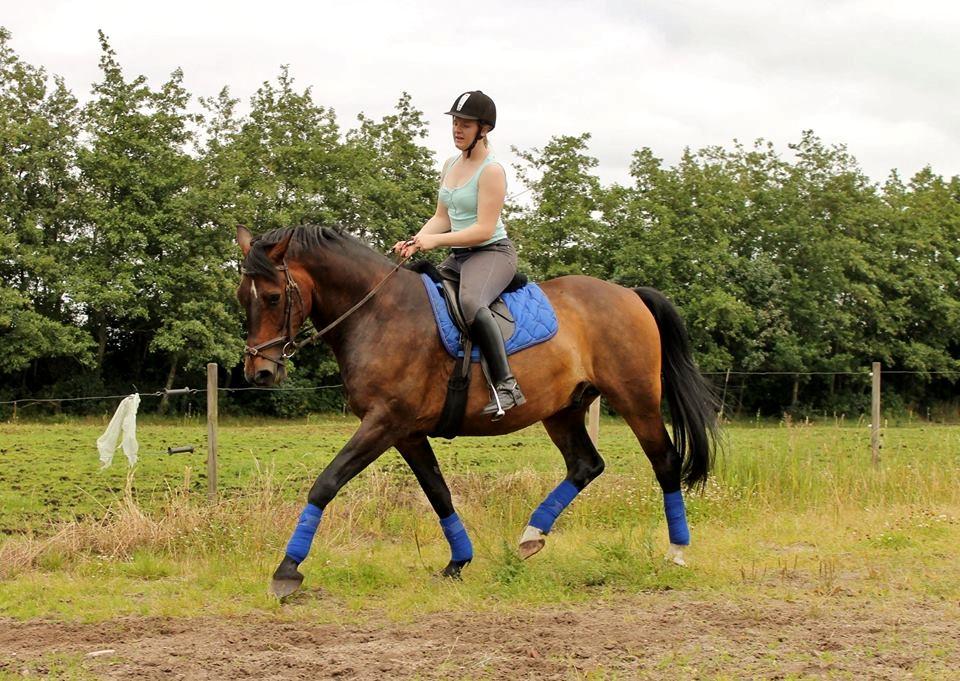 Dansk Varmblod Grønvangs Trigger |Trigs| billede 16
