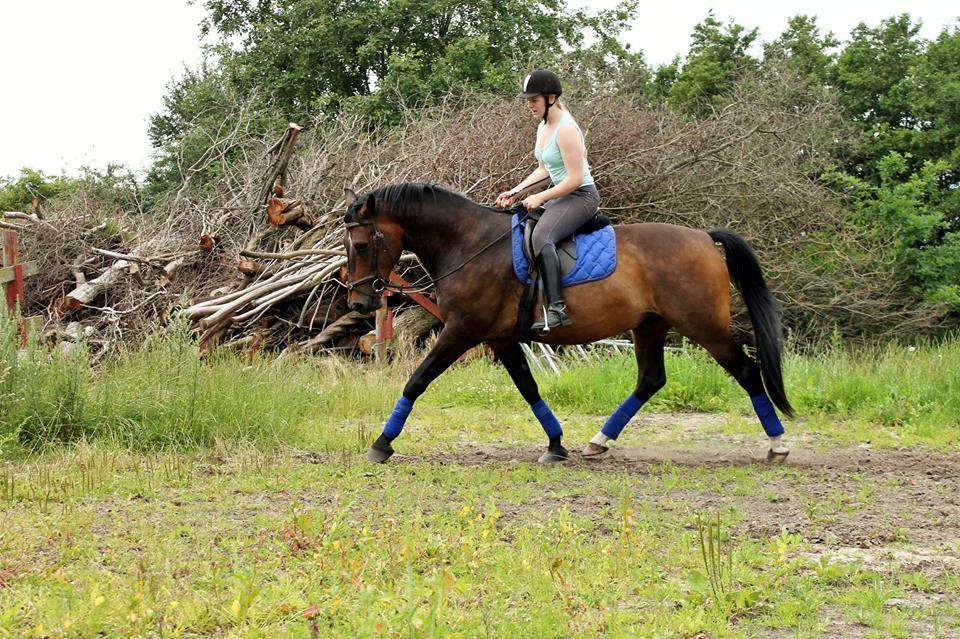 Dansk Varmblod Grønvangs Trigger |Trigs| billede 36