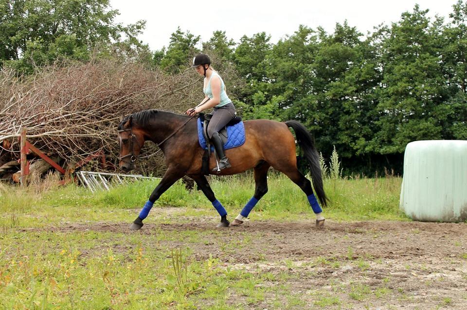 Dansk Varmblod Grønvangs Trigger |Trigs| billede 45