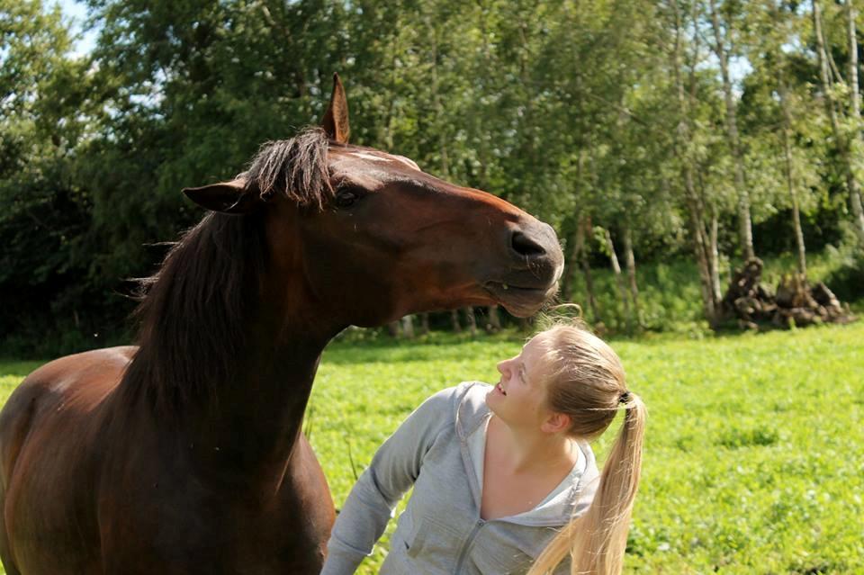 Dansk Varmblod Grønvangs Trigger |Trigs| billede 2