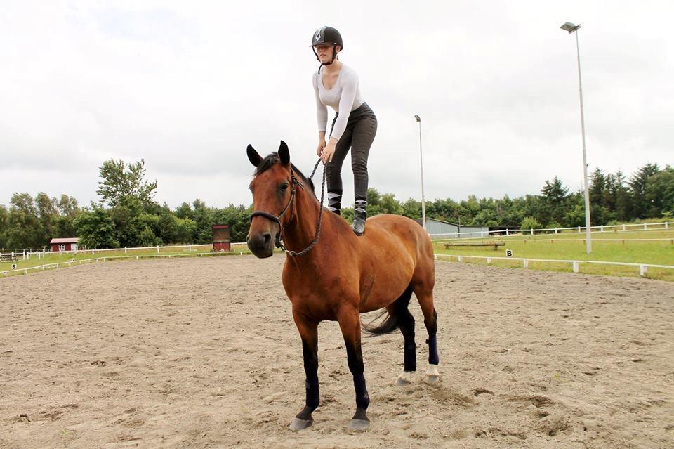 Dansk Varmblod Grønvangs Caradoc |Ducky| billede 21