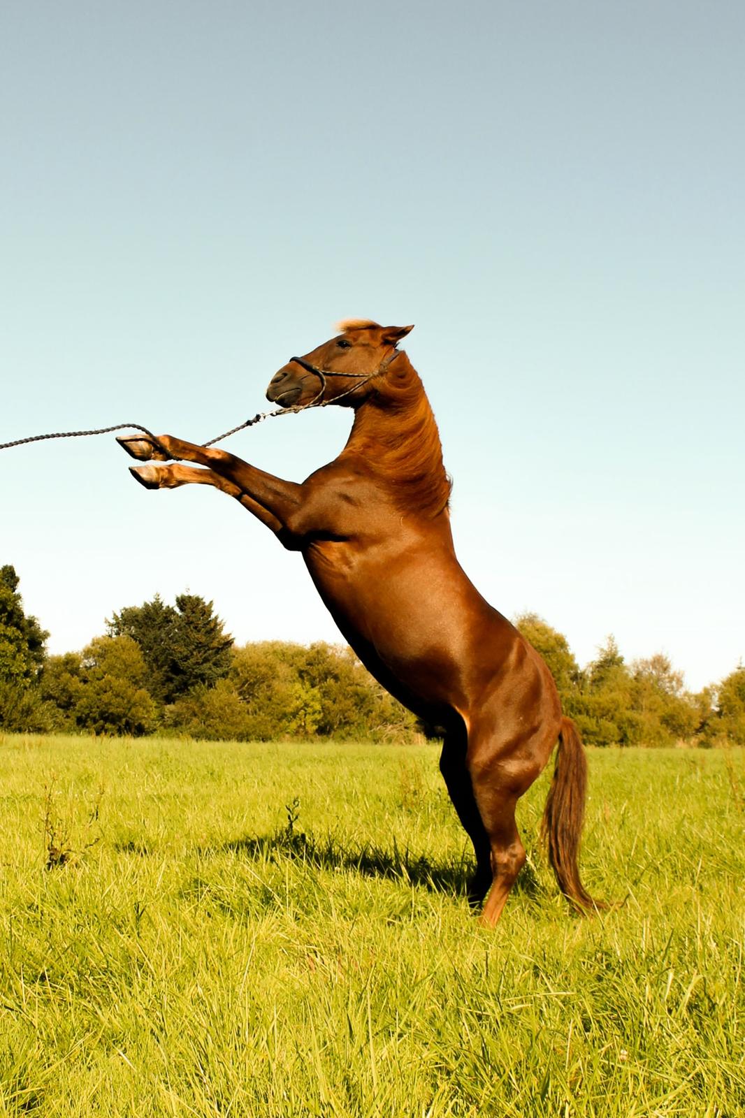 New Forest Grønvangs Surprise |Solleh| [R.I.P] billede 10