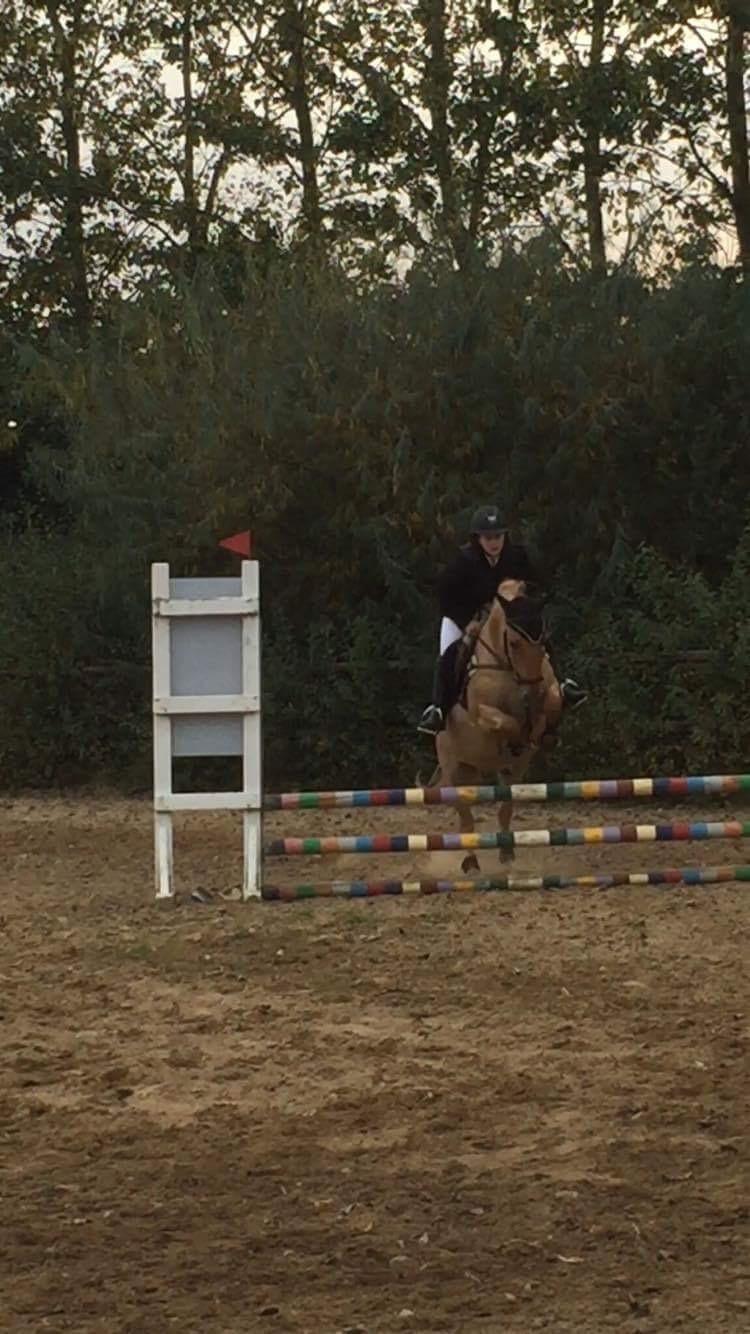 Anden særlig race Adonis billede 3