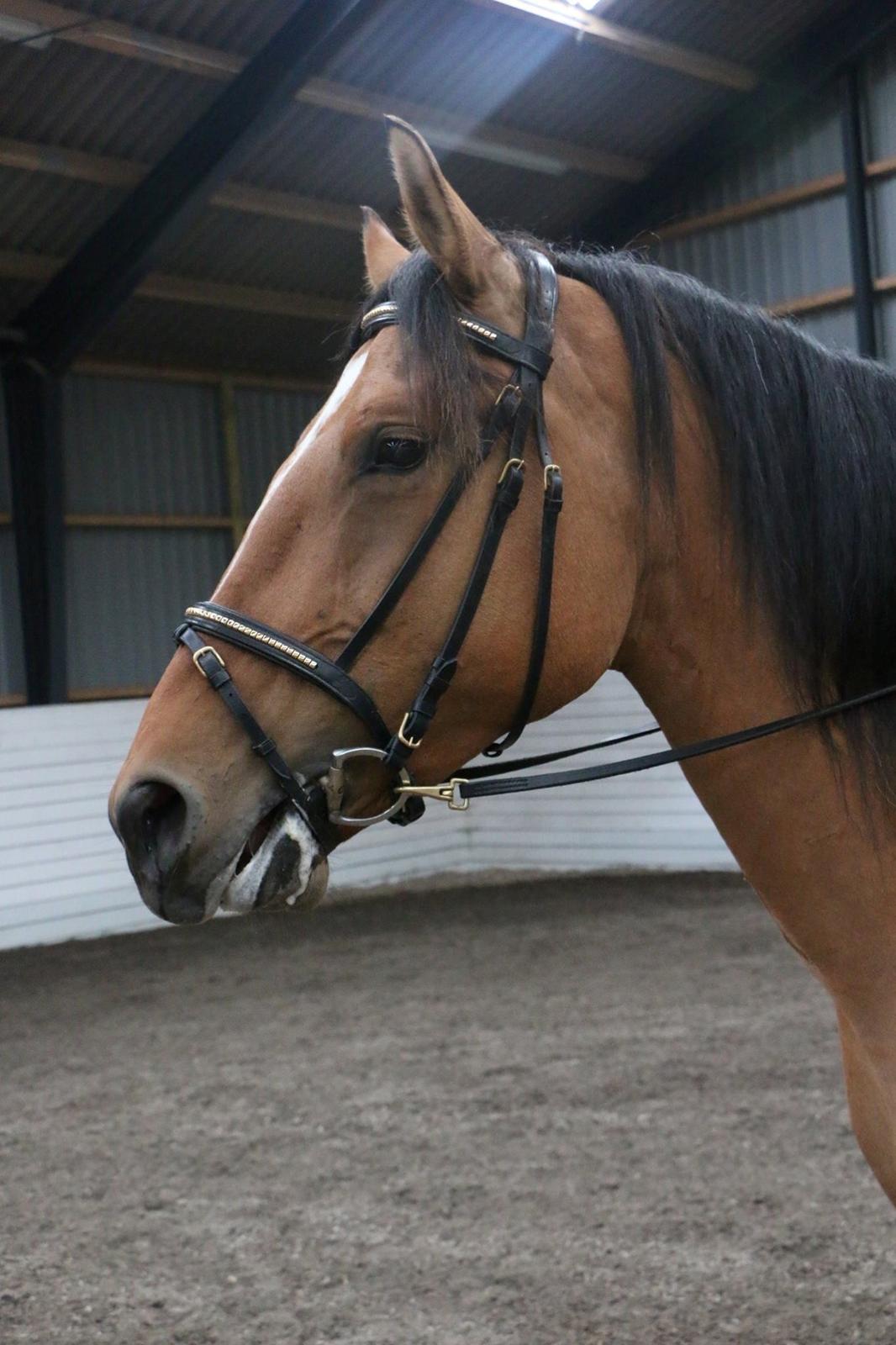 Mustang Goldhearted Fabiola billede 30