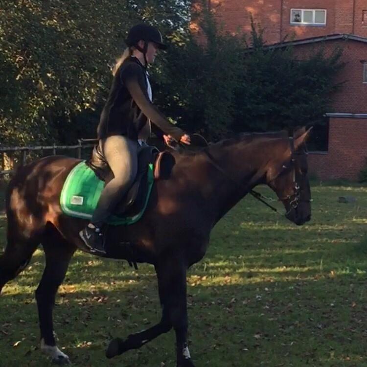 Dansk Varmblod Cantaro billede 15