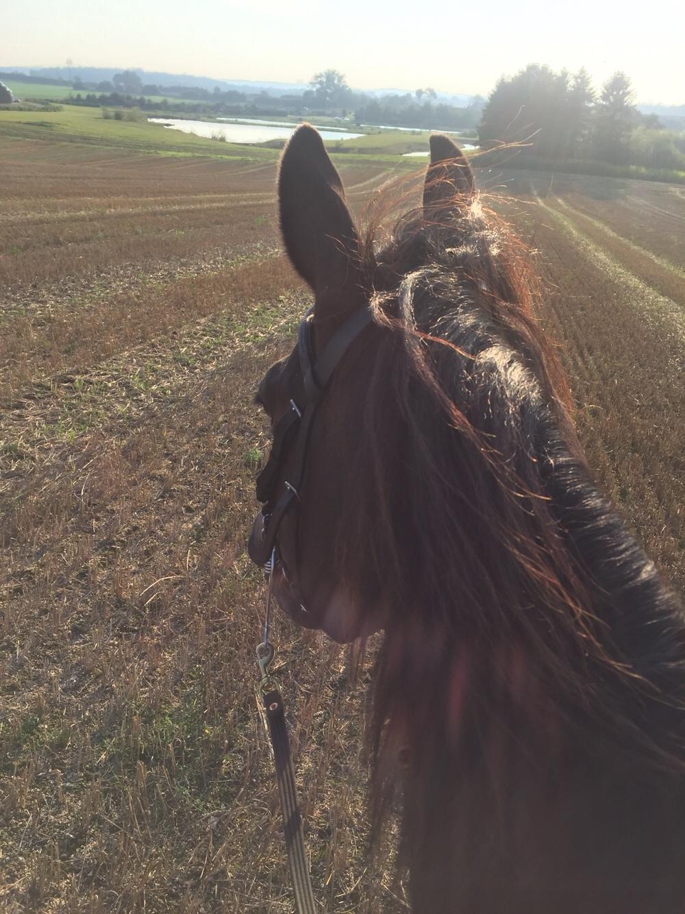 Dansk Varmblod Cantaro billede 16