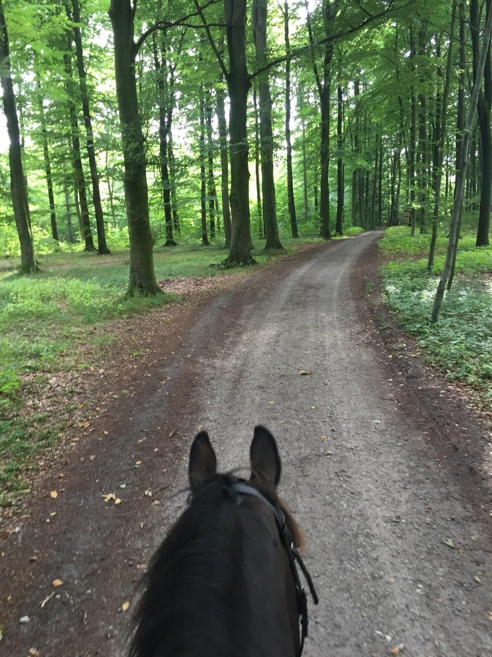 Dansk Varmblod Cantaro billede 17