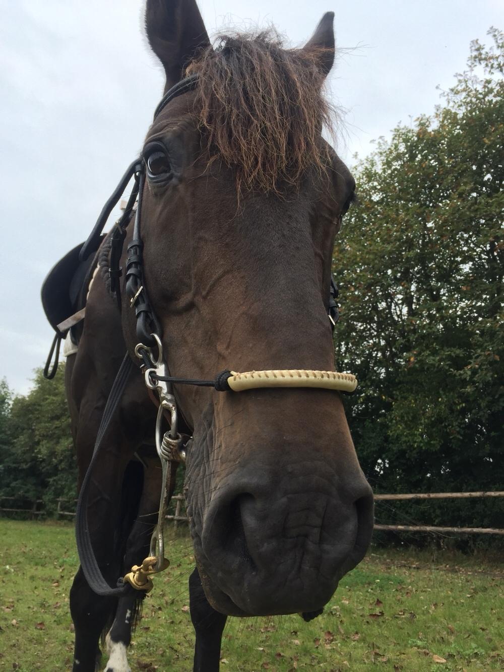 Dansk Varmblod Cantaro billede 18