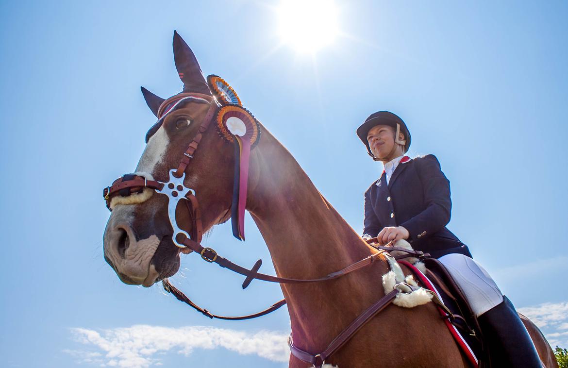 Palomino Argo Jøle billede 17