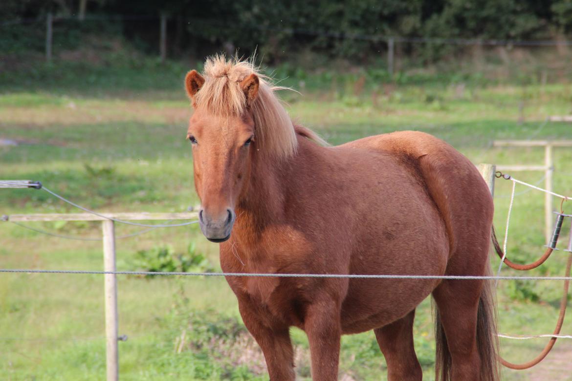 Islænder Röskva fra Dejbjerg - 20.09 2016 billede 11
