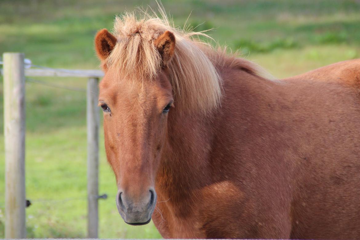 Islænder Röskva fra Dejbjerg - 20.09 2016 billede 5