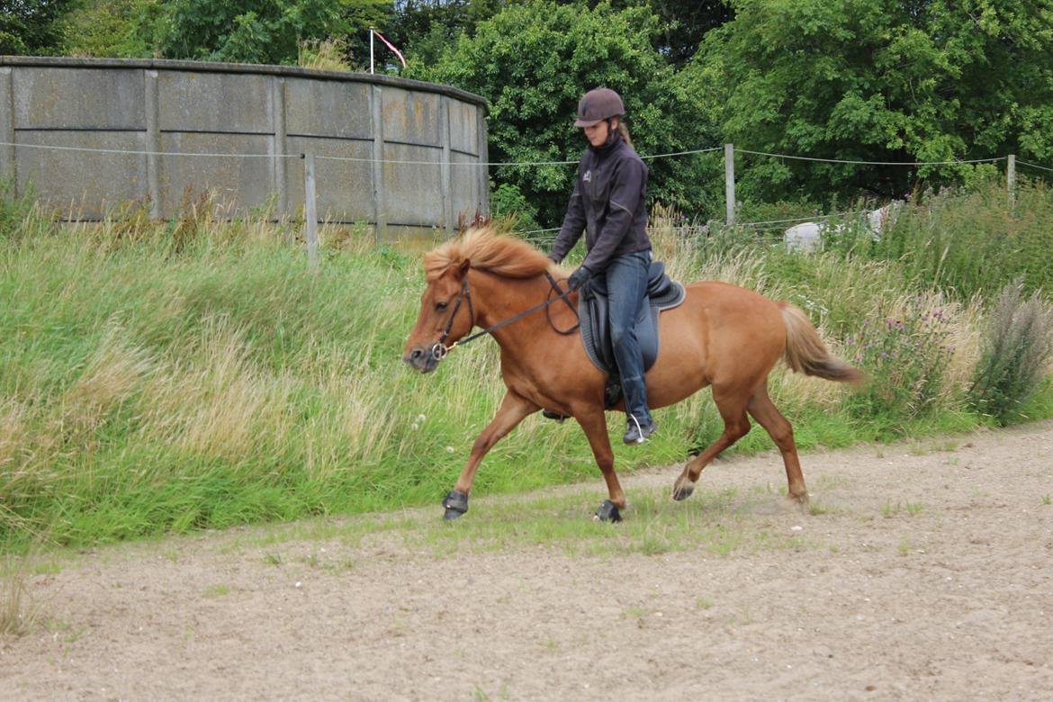 Islænder Röskva fra Dejbjerg - 28-07-16- lige midt i et prust :D billede 14