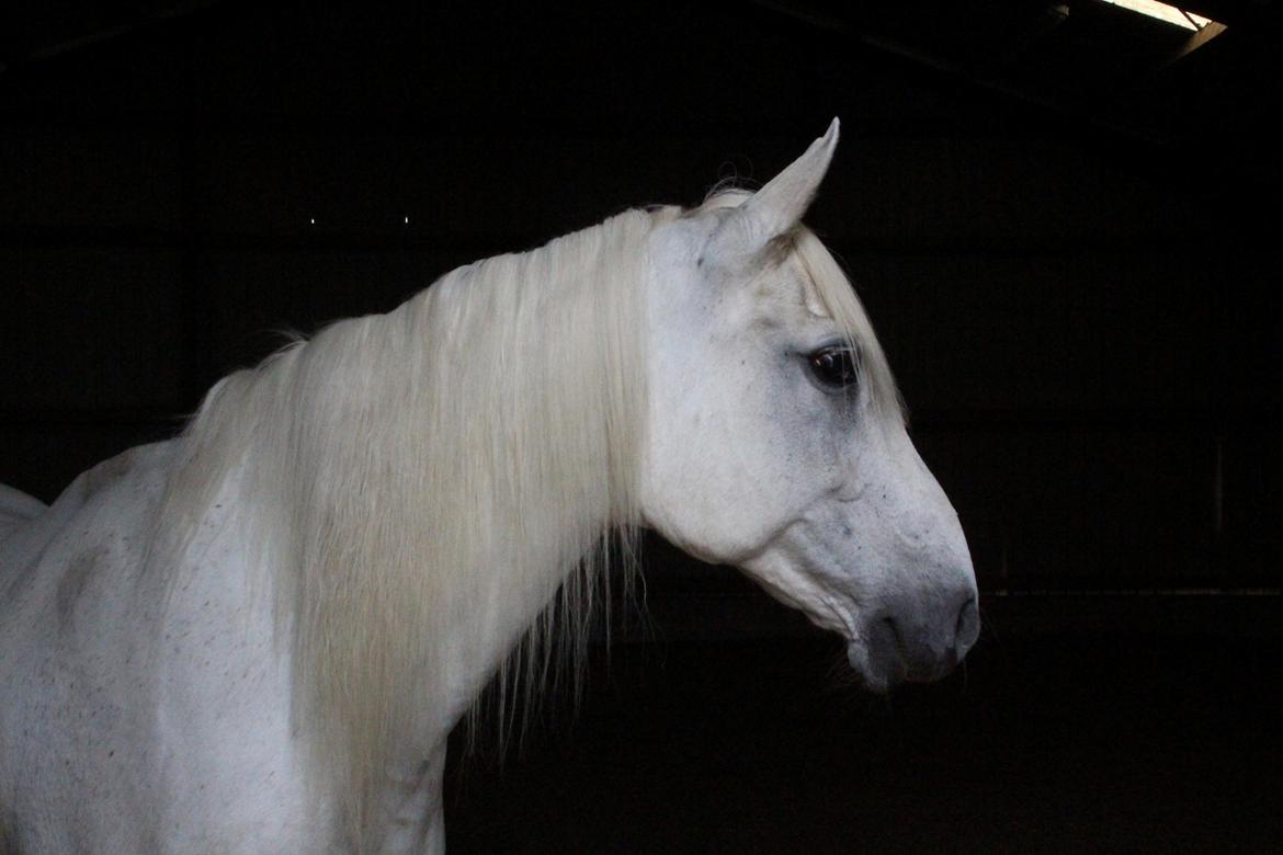 Anden særlig race Twenty - Taget af Christina Bak billede 17