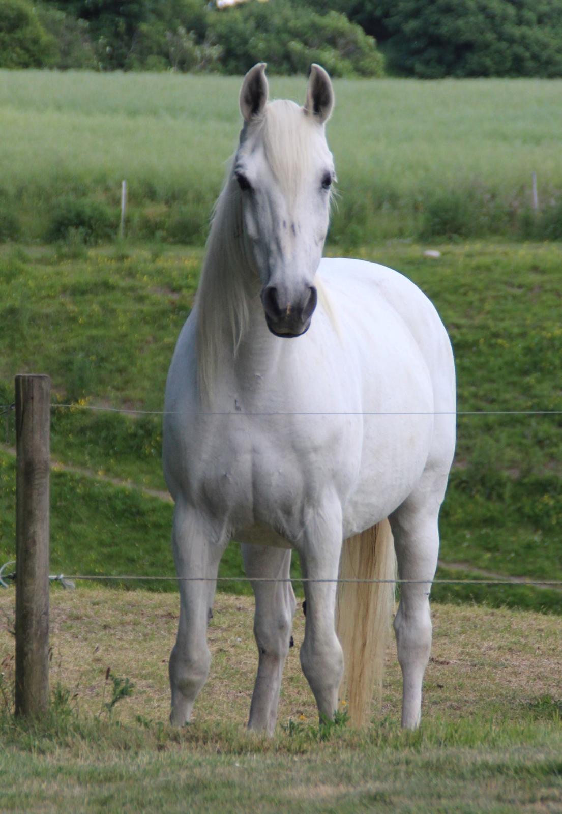 Anden særlig race Twenty - Taget af Christina Bak :) billede 18