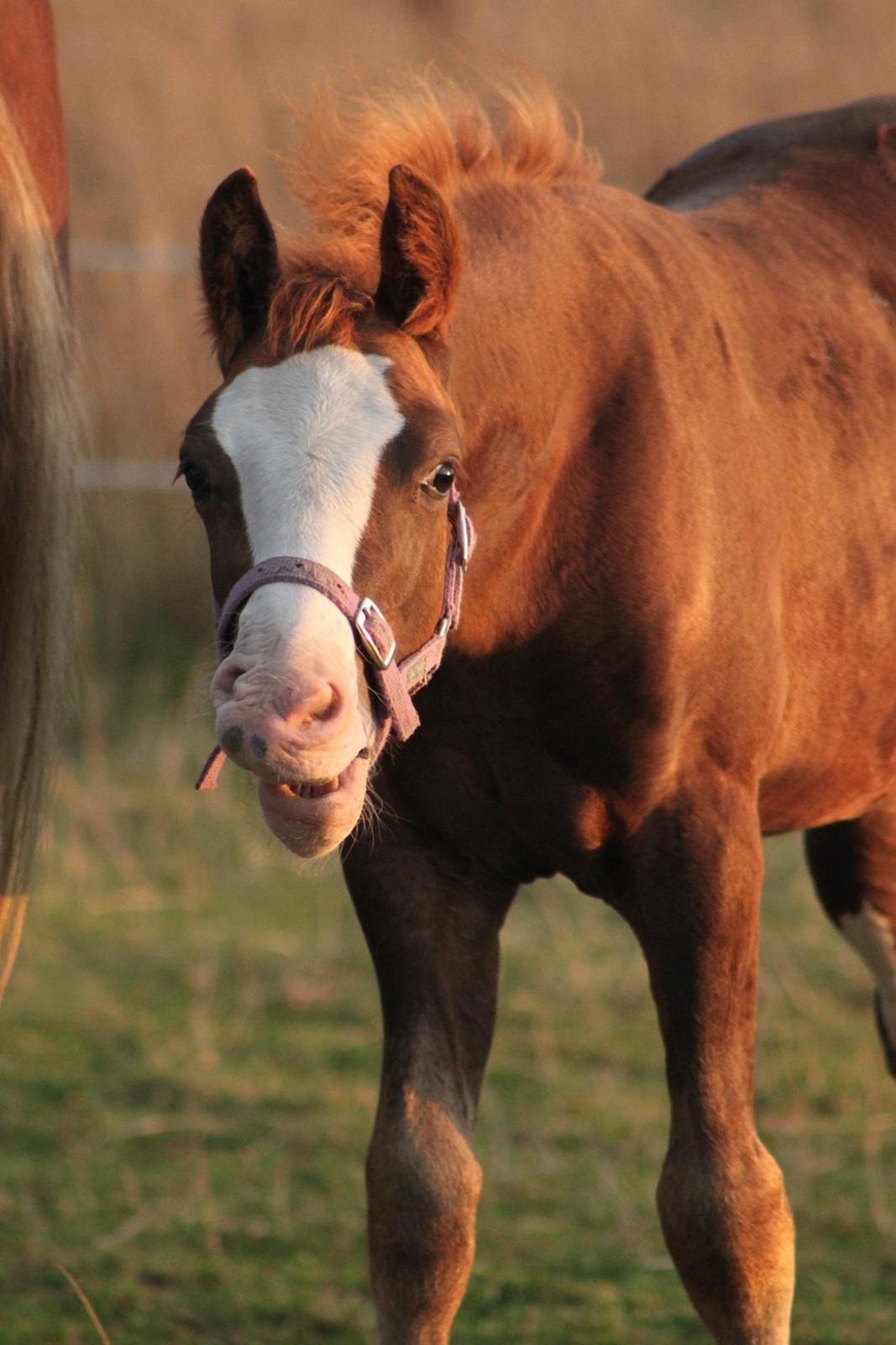 Welsh Cob (sec D) Filoe Da Vinci billede 27