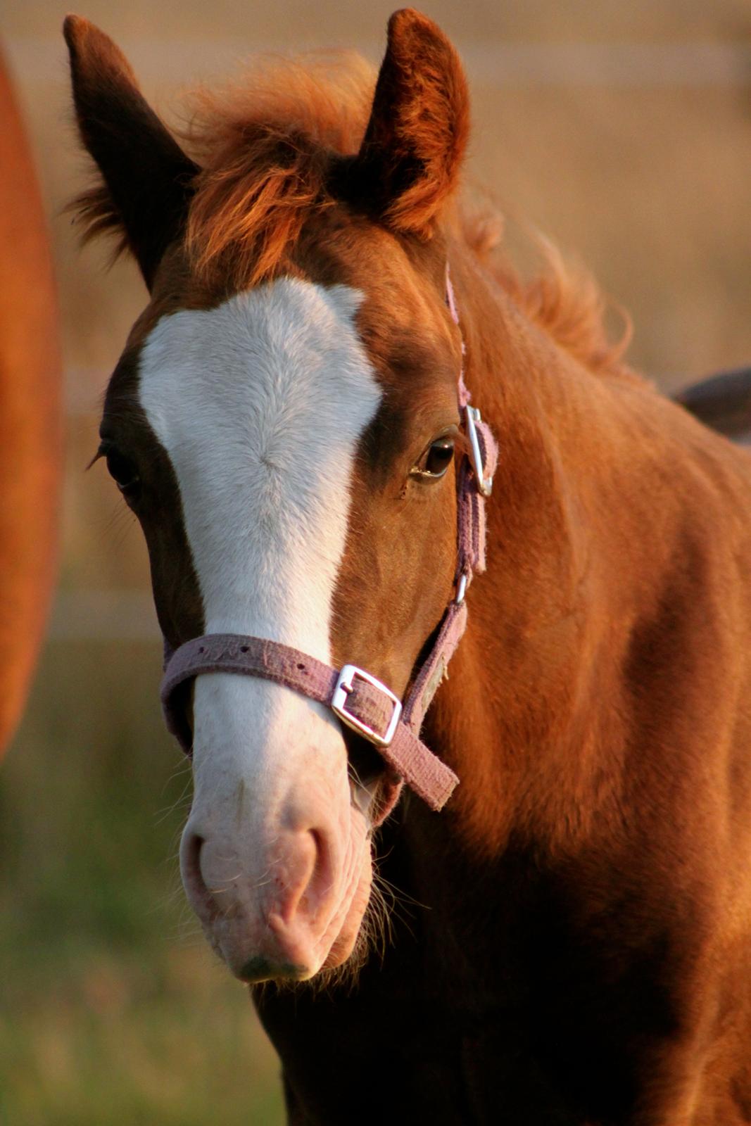 Welsh Cob (sec D) Filoe Da Vinci billede 24