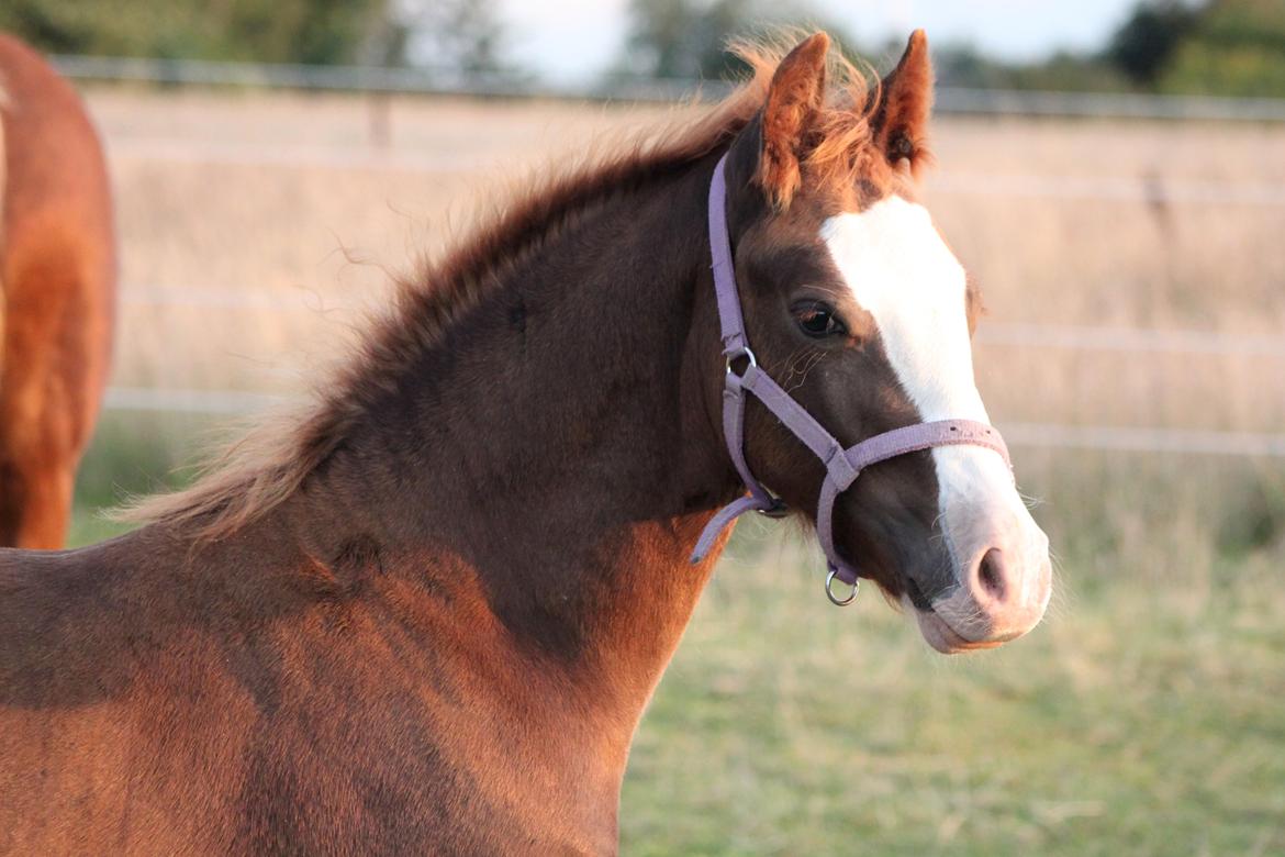 Welsh Cob (sec D) Filoe Da Vinci billede 29