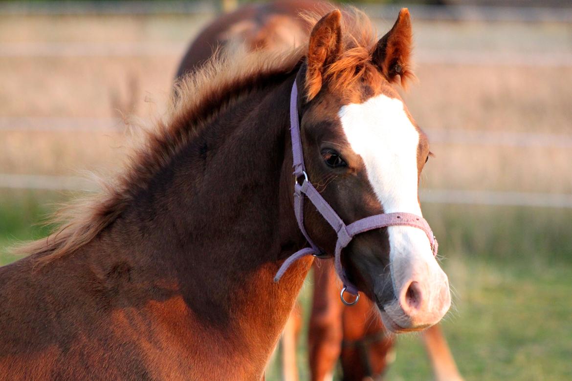 Welsh Cob (sec D) Filoe Da Vinci billede 16