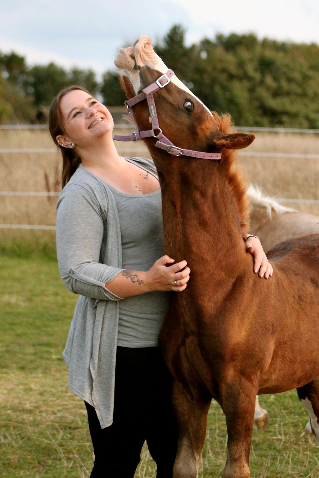 Welsh Cob (sec D) Filoe Da Vinci billede 20