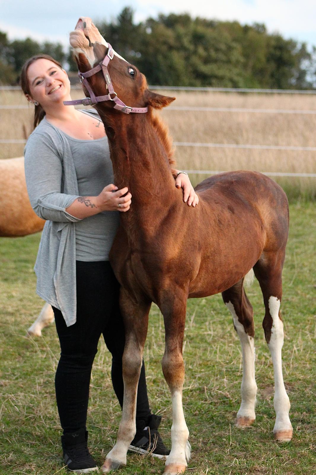 Welsh Cob (sec D) Filoe Da Vinci billede 28