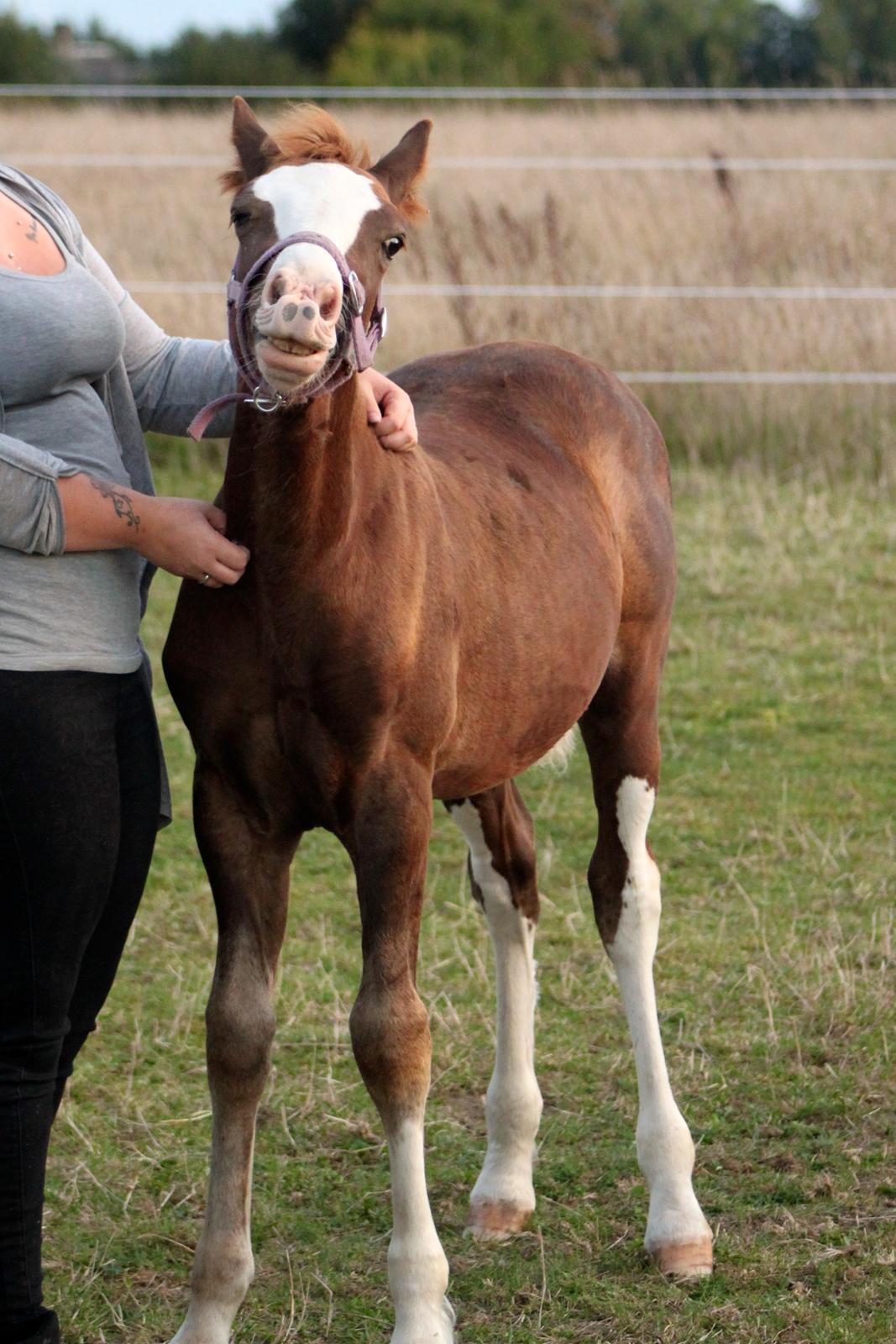 Welsh Cob (sec D) Filoe Da Vinci billede 30