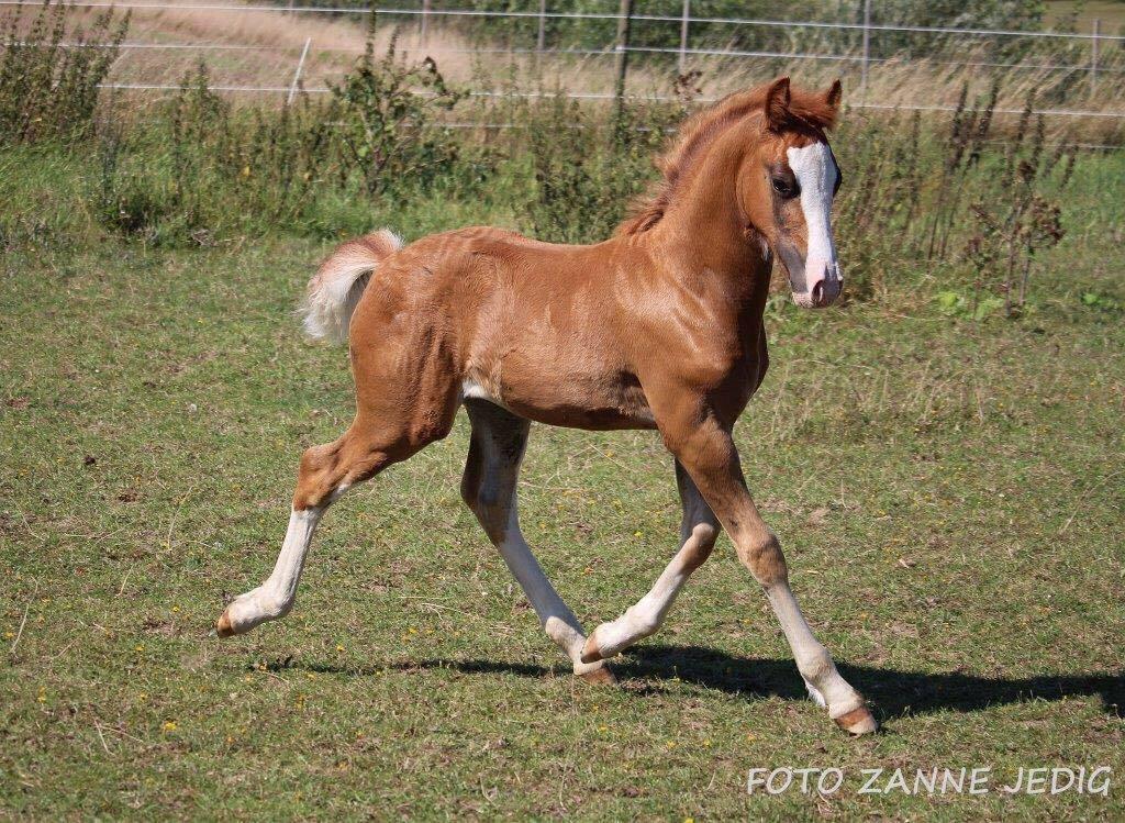 Welsh Cob (sec D) Filoe Da Vinci billede 34