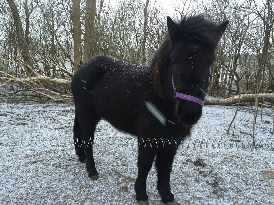 Islænder Börma billede 14