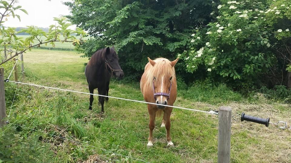 Islænder Börma billede 13