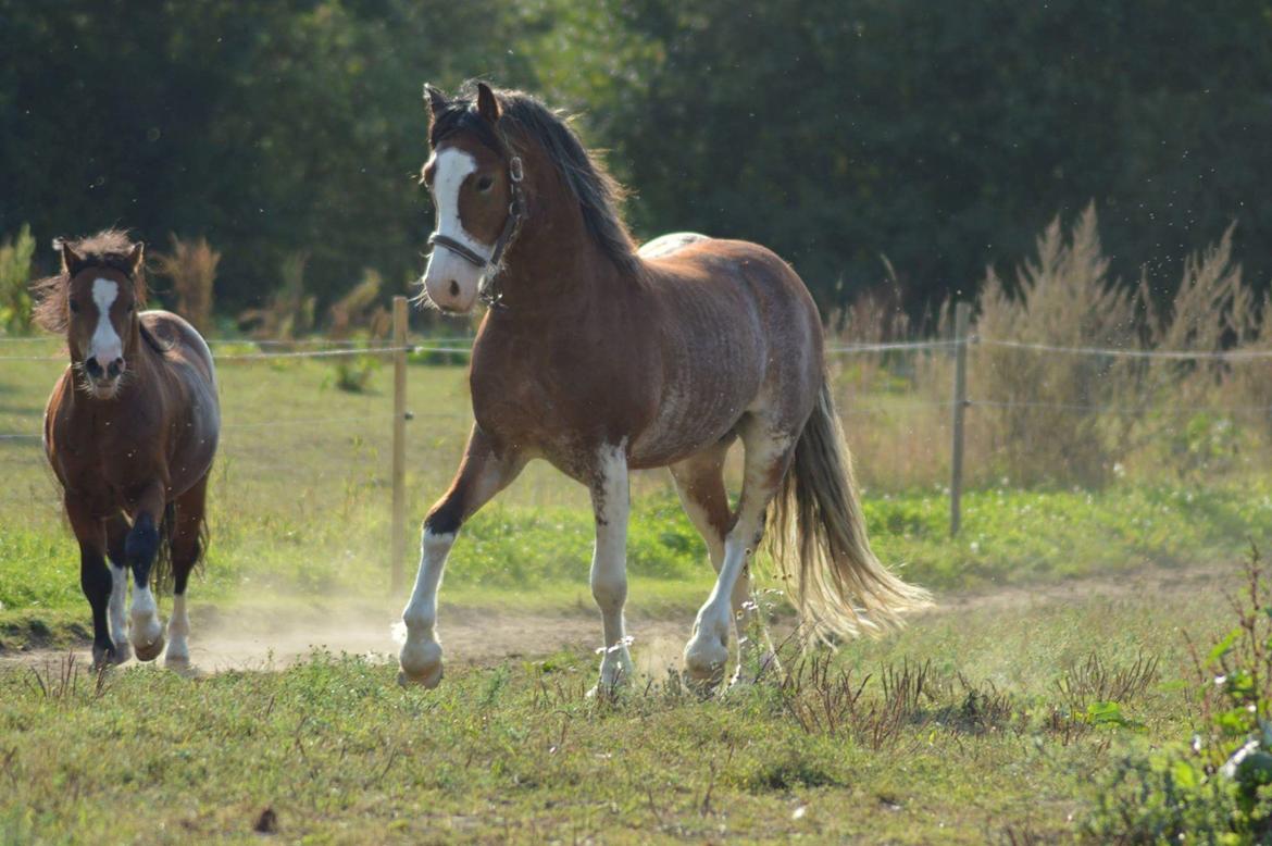 Welsh Pony af Cob-type (sec C) Shamrocklake Calypso Boy  billede 1