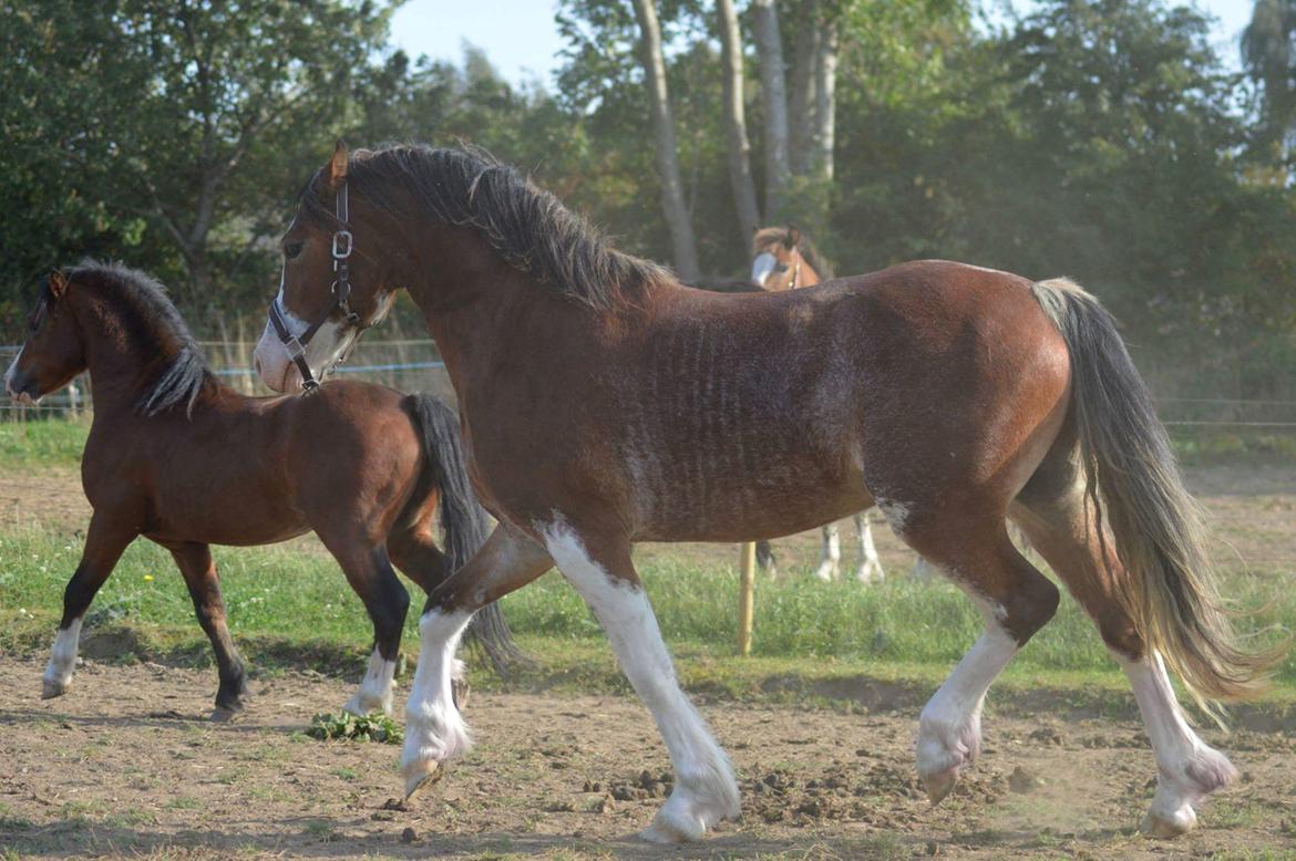 Welsh Pony af Cob-type (sec C) Shamrocklake Calypso Boy  billede 3