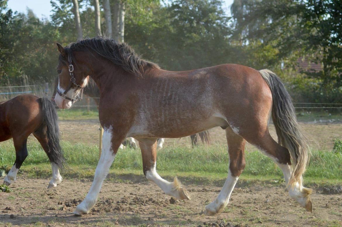 Welsh Pony af Cob-type (sec C) Shamrocklake Calypso Boy  billede 4