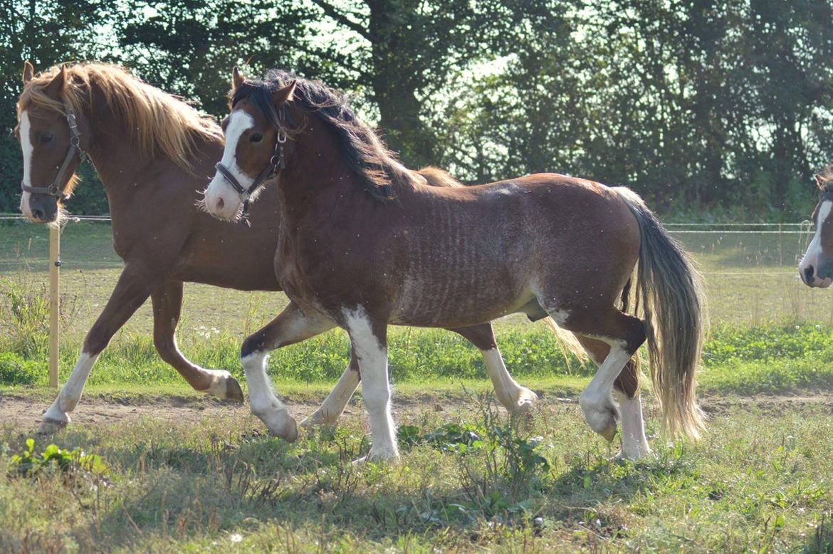 Welsh Pony af Cob-type (sec C) Shamrocklake Calypso Boy  billede 5