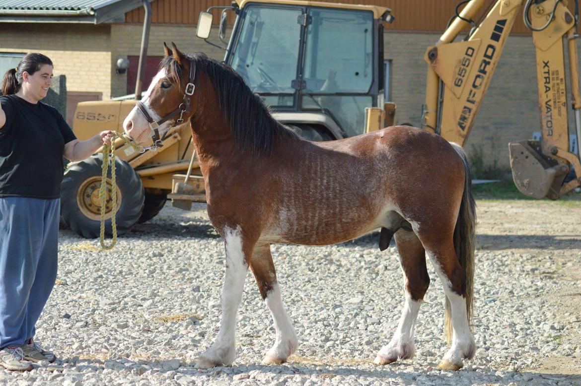 Welsh Pony af Cob-type (sec C) Shamrocklake Calypso Boy  billede 6