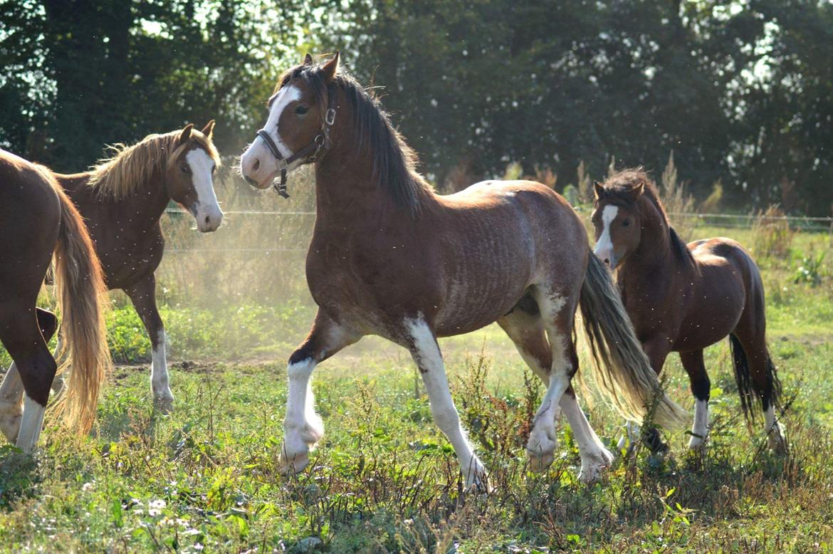 Welsh Pony af Cob-type (sec C) Shamrocklake Calypso Boy  billede 7