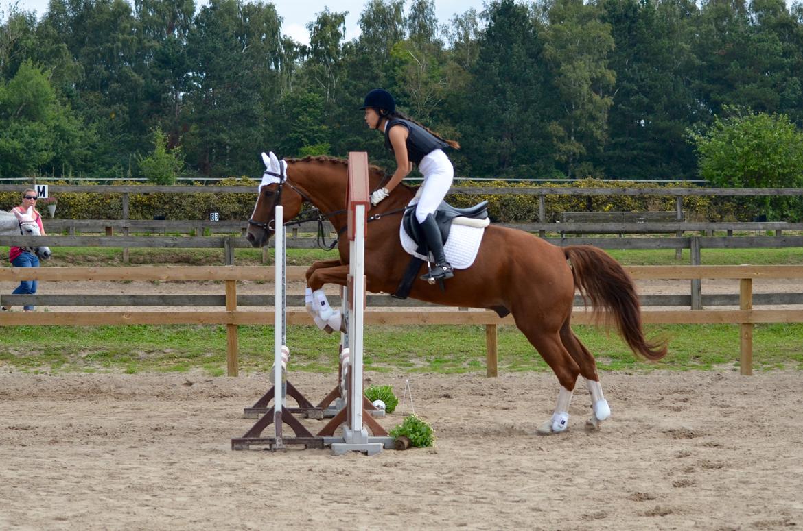 Tysk Oldenburger Lifestyle billede 19