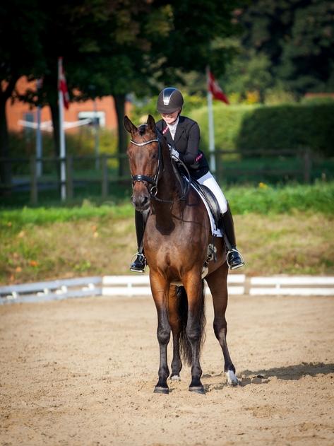 Anden særlig race Alonso A-hest billede 19