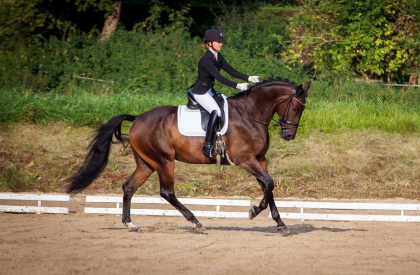 Anden særlig race Alonso A-hest billede 8