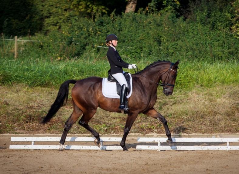 Anden særlig race Alonso A-hest billede 4